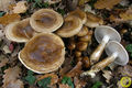 Hygrophorus dichrous
